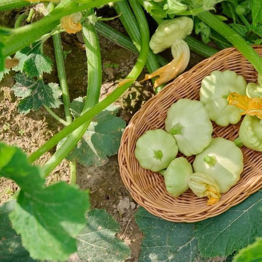 Benning’s (Green Tint scallop squash) for planting in garden